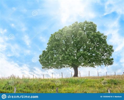 Fundo Da Natureza Rvore E Grama Foto De Stock Imagem De C U