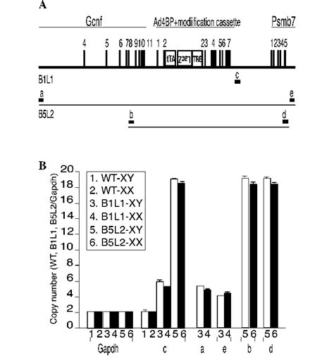 Copy Numbers Of Bac Transgenes In B5l2 And B1l1 Mice A Copy Numbers