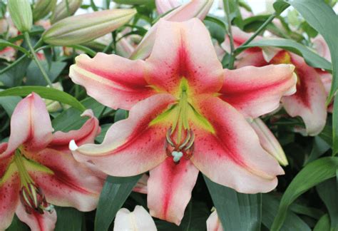 Лилия Олимпик Тач Фото – Telegraph