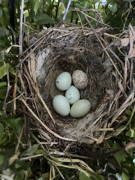 Egg identification? They’re very small. : r/whatsthisbird