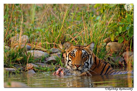 Rathika Ramasamys Wildlife Photography Tigers Tiger With Killdd32838