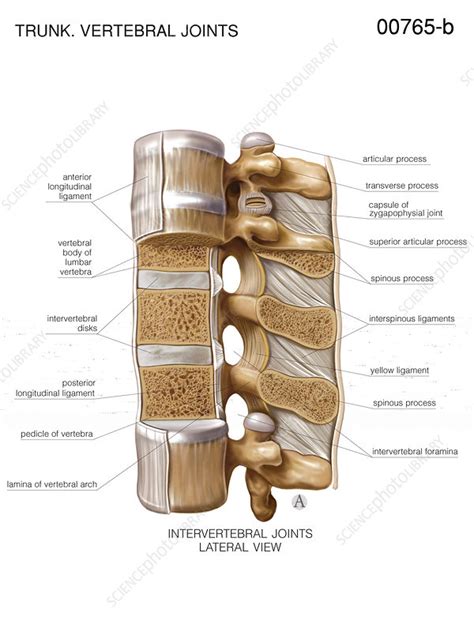 Intervertebral Joints Artwork Stock Image C0211193 Science