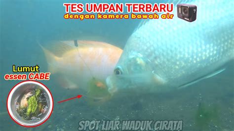 Essen Alami Cabe Rawit Ini Bagus Untuk Mancing Nila Liar Tes Umpan