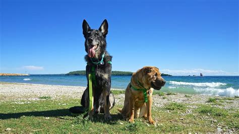 Michigan's Top Pet Friendly Attraction: Mackinac Island