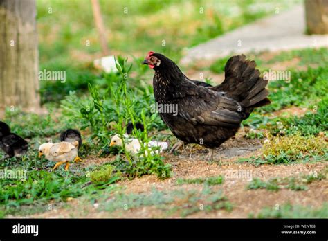 Hen Chickens Hi Res Stock Photography And Images Alamy