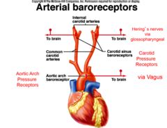 CV-R: Baroreceptors Flashcards | Quizlet