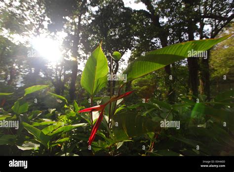 Reserva Forestal Fortuna Panama Hi Res Stock Photography And Images Alamy