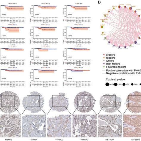 Relationship Between M A Related Genes And Prognosis Of Thyroid Cancer