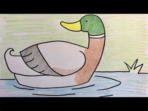 Mallard Duck Drawing