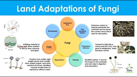 Land Adaptations Of Fungi Kingdom Fungi YouTube