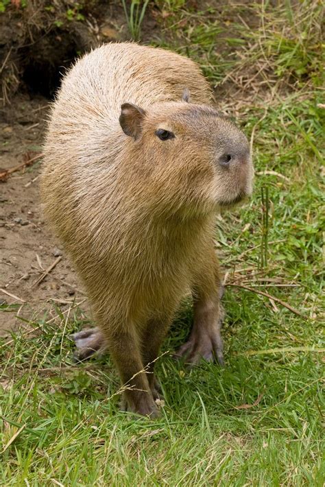 The Worlds Largest Rodent Capybara Capybara Rodents Cute Animals