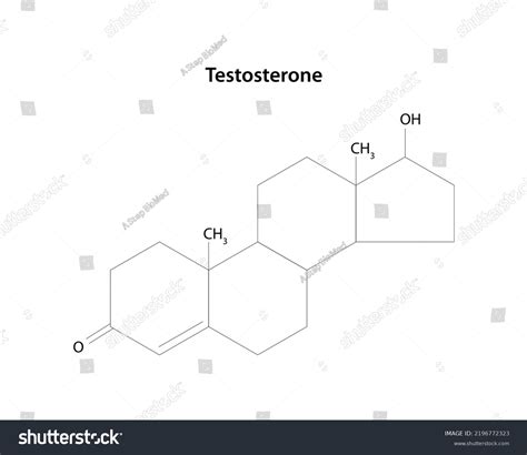 Testosterone Main Male Sex Hormone Structural Stock Vector Royalty Free 2196772323 Shutterstock