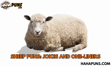 180 Sheep Puns Jokes And One Liners