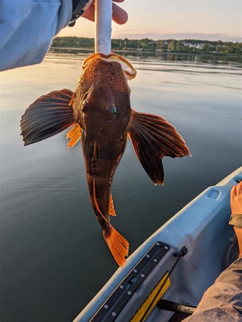 Sea Robin Striped Yellofluke