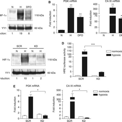 Effects Of HIF 1 Inhibition On Growth Of AGS And MKN28 Cells In Vitro