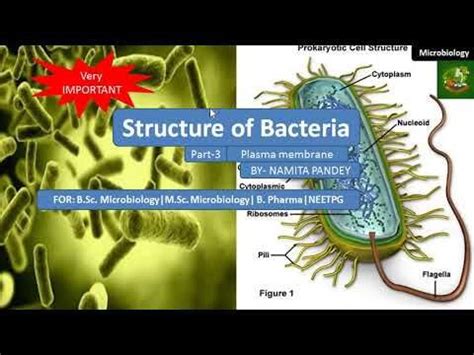 Structure Of Bacteria Part 3 Plasma Membrane Of Bacteria In Hindi