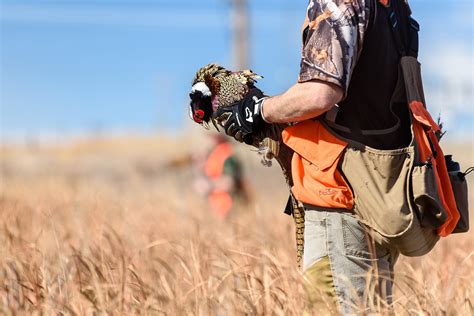 Colorado Pheasant And Bird Hunting Guided Trip Planner Destination