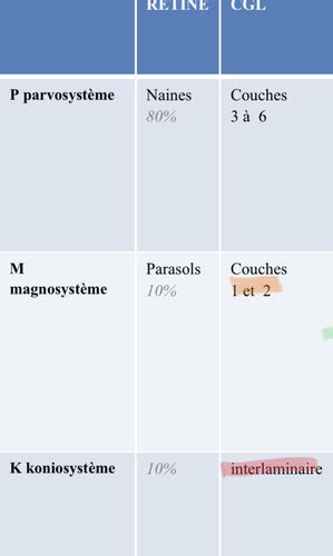 Physiologie De La Vision Flashcards Quizlet