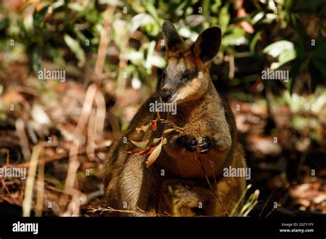 Swamp Wallaby Wallabia Bicolor Female Eating Leaves Raven Street