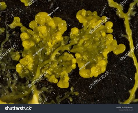 Physarum Polycephalum Under Microscope