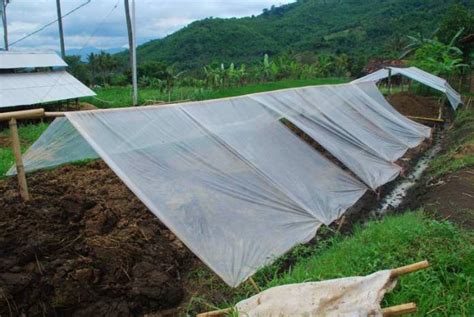 Langkah Mudah Mengolah Kotoran Sapi Menjadi Pupuk Organik Fakultas