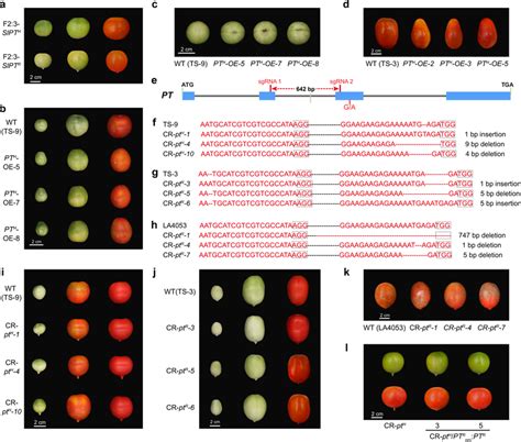 Mutation Of Pt Led To The Formation Of Fruit With Pointed Tips A Fruit