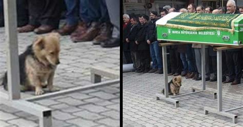 Un chien au cœur brisé visite la tombe de son meilleur ami tous les