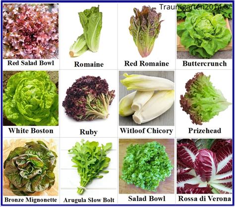 Lettuce Varieties