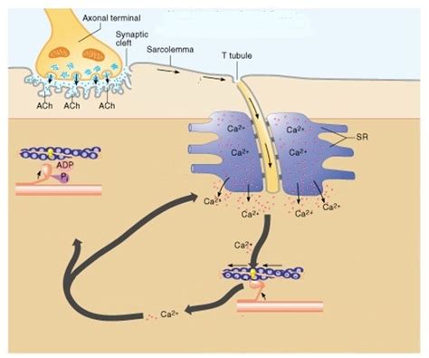 Bio Lab Ch Neuromuscular Junctions Diagram Quizlet