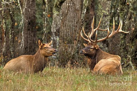 Smoky Mountain Elk Photograph by Rick Mann - Pixels