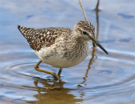 Wood Sandpiper | Audubon Field Guide