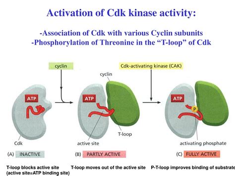 Ppt The Roles Of Cyclin Dependent Kinases Cdks In Regulation Of