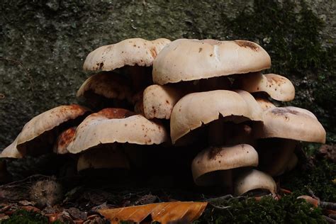 Gymnopus Fusipes Name Spindleshank Spoelvoetcollybia Su Flickr