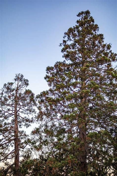 Green Trees Under Blue Sky · Free Stock Photo