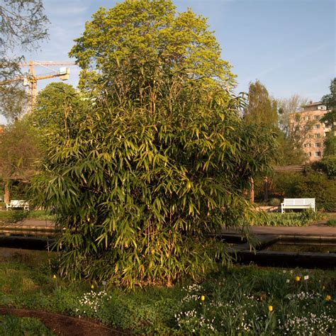 Pseudosasa japonica