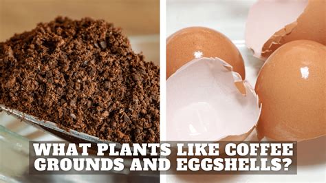 What Plants Like Coffee Grounds And Eggshells How To Use Them