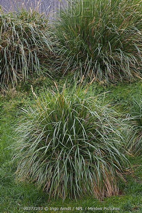 Tussock Grass stock photo - Minden Pictures