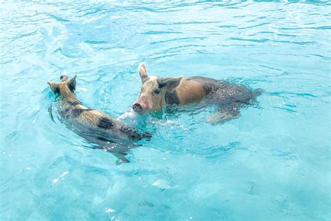 How to visit Swimming Pigs Island and Pig Beach in the Bahamas Exumas