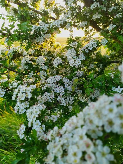 Crataegus Monogyna Anna Pereczkowska Flickr