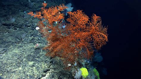 Marco Applauds Fishery Council Move To Protect Deep Sea Corals