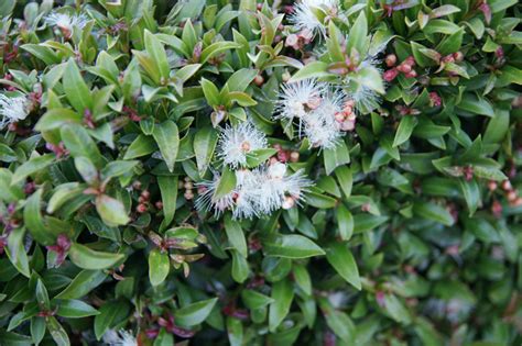 Syzygium Paniculatum Cultivated Usa Eflora Of India