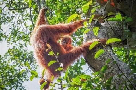 Male Female Orangutans Look To Different Mentors For Sex Specific Ecological Knowledge