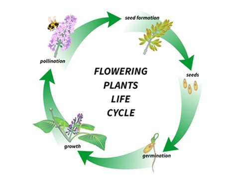 What Is The Life Cycle Of A Flowering Plant Little To Great Scientists