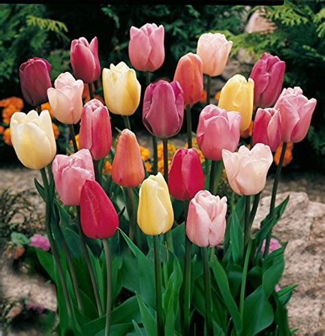 Top 10 Best Tulip Bulb Company In 2022