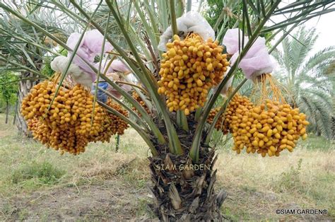 Buy Siam Garden Phoenix Dactylifera Arab Khajoor Premium Barhee Date