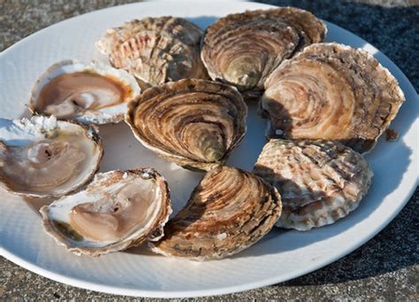 Our Oysters - Atlantic Edge Oysters