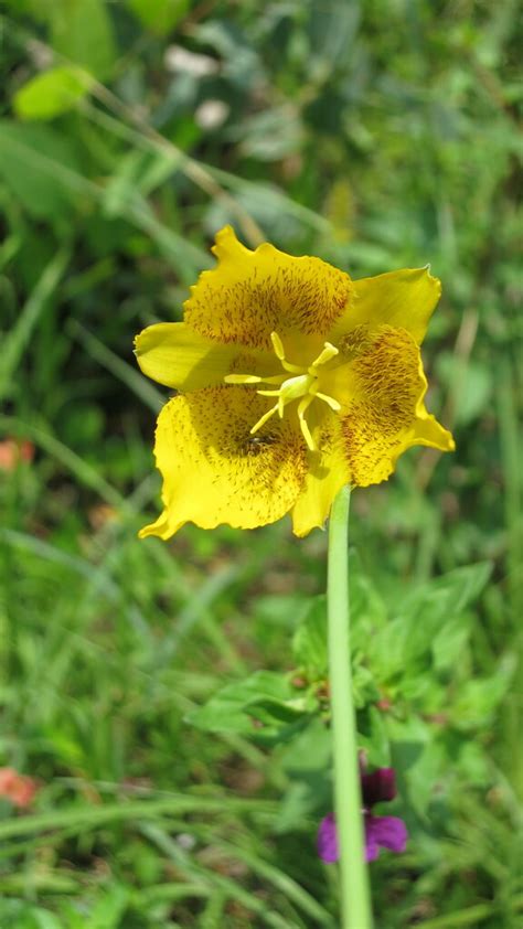 Calochortus Barbatus From Bosque De Chapultepec Iii Secc Ciudad De