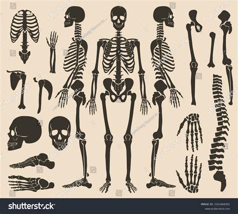 374,819 Human Skeleton Images, Stock Photos & Vectors | Shutterstock