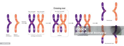 Homologous Chromosomes Diagram