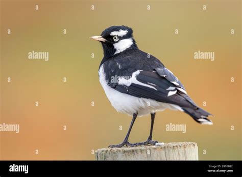 Magpie Lark Grallina Cyanoleuca Male Sitting On A Post Australia